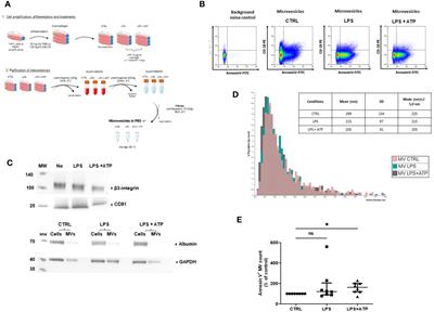 Macrophage IL-1β-positive microvesicles exhibit thrombo-inflammatory properties and are detectable in patients with active juvenile idiopathic arthritis